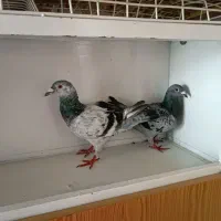 کبوتر نامه بر پلاکی