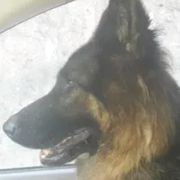 زرمن شیپرد شولاین ماده..دوسال سن دارد .|سگ|رشت, هلال احمر|دیوار