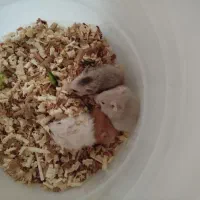 همستر زیبا وبازیگوش|موش و خرگوش|بندرعباس, |دیوار