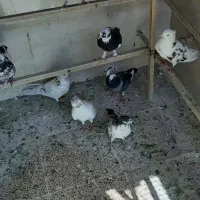 فروش کبوتر