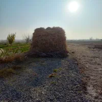 فروش یونجه خشک وبدون علف