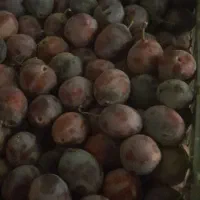 آلو حاج حسنی