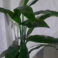 نیاز به آرایشگر خانم برای اجاره ملک