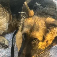 واگذاری ژرمن شپرداصیل