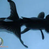 ماهی ارزان تکی وعمده