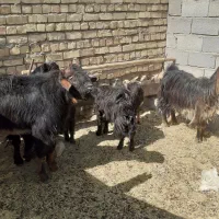 شیش عددبز ۴۰۰۰۰میلیون تومان