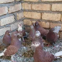 کفتر سرخ نر ۵عدد   ماده ۱۵ عدد