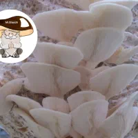 بذر قارچ‌ صدفی دکمه‌ای شاه صدف گانودرما