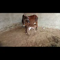 فروشی دوستان با گوساله نر وارسال هم دارم همی قیمت