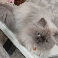 هیمالین با نژاد روس