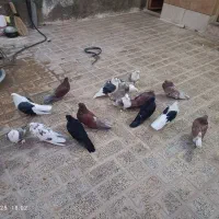 تعدادی کبوتر نوک ریز|پرنده|نهاوند, |دیوار