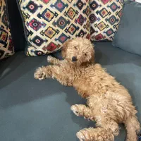 طوله سگ پودل