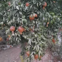 زمین-چهاردیواری-چهادیواری-خرپا-دار