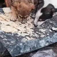 پاکوتاه دم خرگوشی|سگ|مراغه, |دیوار