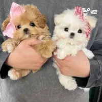 بهترین نژادپاپیون فنجونی آپارتمانی|سگ|اصفهان, خانه اصفهان|دیوار