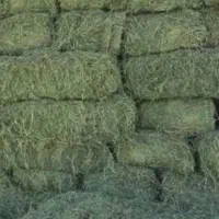 علوفه یونجه