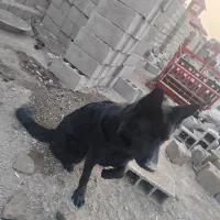 گلورییا|سگ|رزن, |دیوار