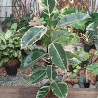 گیاهان آپارتمانی (فیکوس)|گل و گیاه طبیعی|خمینی‌شهر, |دیوار