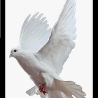 کفتر سفید|پرنده|شیراز, شهرک بهار|دیوار