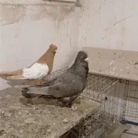 کبوتر سینه ای