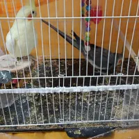 عروس هلندی و مرغ عشق پیدا شده|حیوانات|تربت جام, میان جام|دیوار