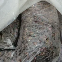 ضایعات خرمای کبکاب