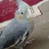 عروس هلندی سخنگو تخفیف هم داره