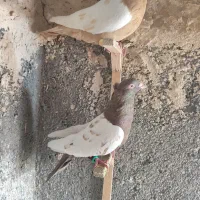 کفتر رنگه|پرنده|مشهد, کارمندان دوم|دیوار