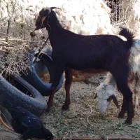 ۵ راس بز داشتی جوان و سنگین ( معاوضه با گاو)|حیوانات مزرعه|دهدشت, |دیوار