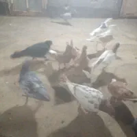 کفترجوجه سارهفت رنگ ورنگی سالموخوش ذات