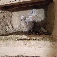 کبوتر کوهی|پرنده|همدان, |دیوار