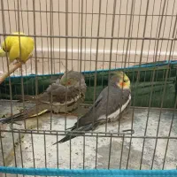 دو تا عروس هلندی سالم و سرحال و یک عدد مرغ عشق