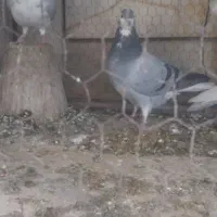 دمگیر|پرنده|اصفهان, مهرآباد|دیوار