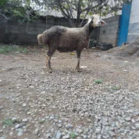 بره ماده بختیاری چندقلوزا جنسدار داشتی