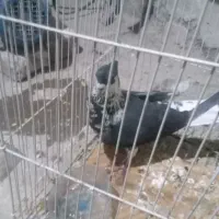 کبوترریش نره سالم|پرنده|کورین, |دیوار