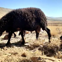 دوعدد‌بره‌نره‌دودندون‌جفتی‌‌شصت‌تومن|حیوانات مزرعه|زنده رود, |دیوار