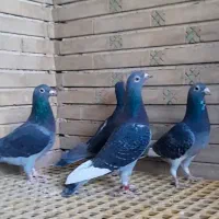 ۴ عدد ماده مسافتی|پرنده|اهواز, بهارستان|دیوار