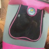 برای حمل حیوون قشنگ خونگیتون|لوازم جانبی حیوانات|رشت, نیکمرام|دیوار