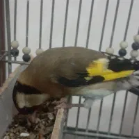 سهره|پرنده|شیراز, شهرک رضوان|دیوار