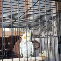 طوطی عروس نر