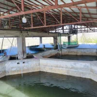 کارگر ساده جهت کار در استخر ماهی