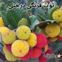 خدمات باغبانی تعویض گلدان نهال بلوبری تمشک کودتوت