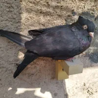 سیاه نر ماده