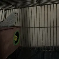 مرغ عشق|پرنده|تهران, ائمه اطهار|دیوار