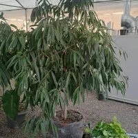 گل و گیاه تا ۴۰ درصد تخفیف|گل و گیاه طبیعی|مشهد, ولیعصر (شهرک غرب)|دیوار