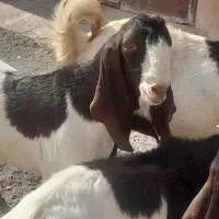 بزغاله پاکستانی نر