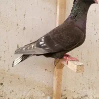 طاووسی قهوه ای کاکولی