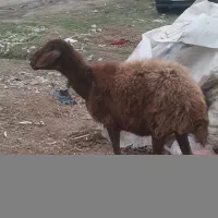 بره گوسفند افشاری|حیوانات مزرعه|مینودشت, |دیوار