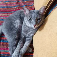 واگذاری رایگان گربه