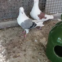 سلام یه جفت پلاکی دوکت
